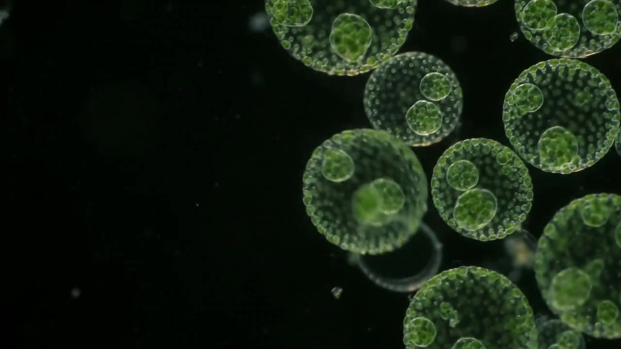 Microscopic green organisms revealing intricate living structures