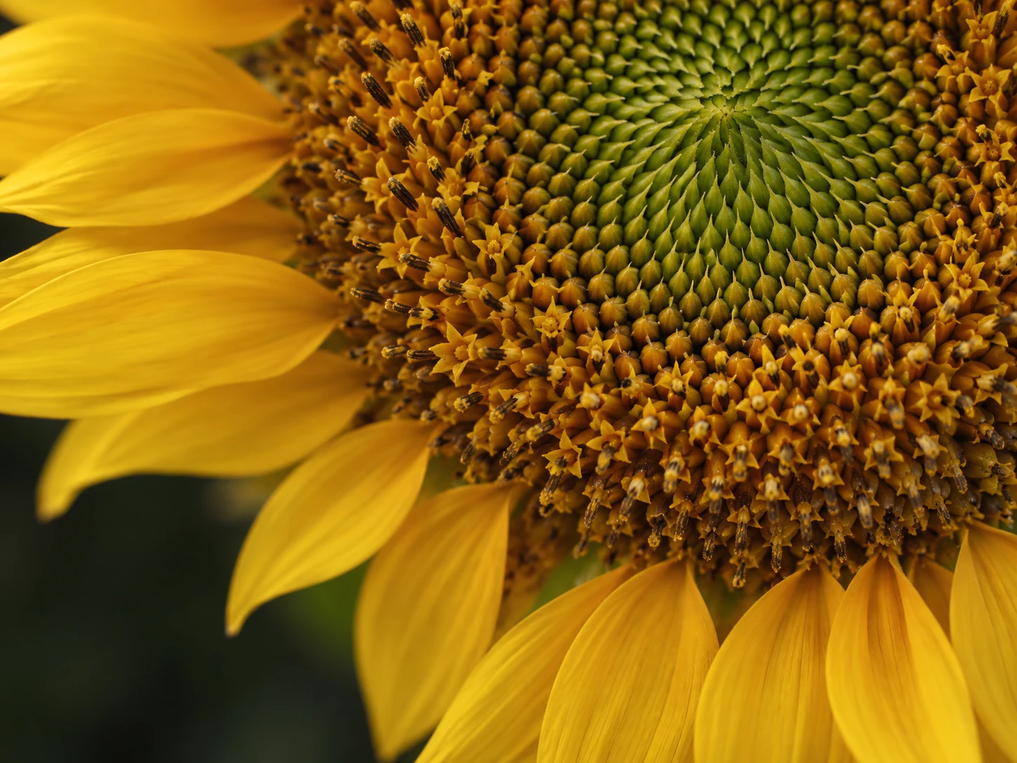 Close view of the intricate spiral patterns at the center of a sunflower.